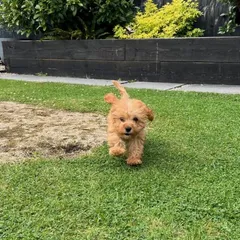 A fluffy apricot puppy running across the grass