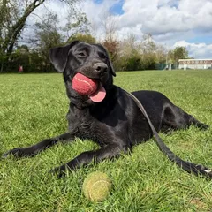 A black Labrador lying on the grass with a ball