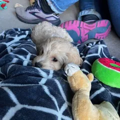 A puppy curled up on a blanket with a toy