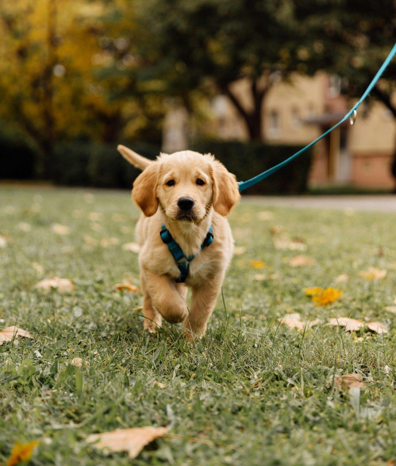 A golden retriever puppy running across the grass on a lead