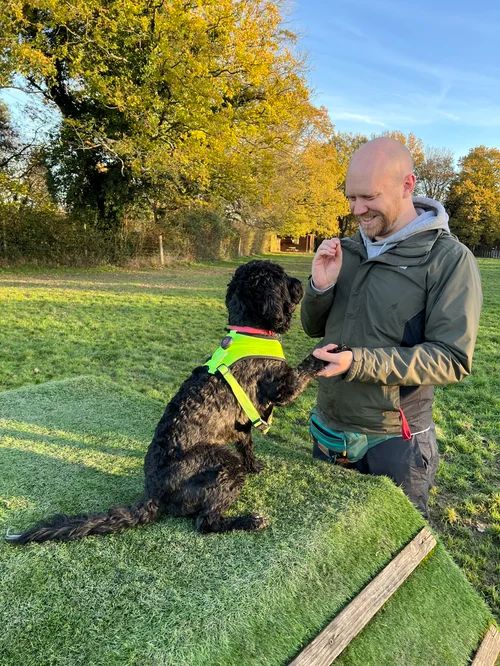 Steve training a black doodle in a high-vis harness on a field