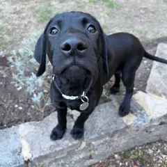 A black puppy looking up at the camera