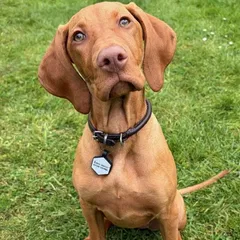 A Vizsla sitting on the grass
